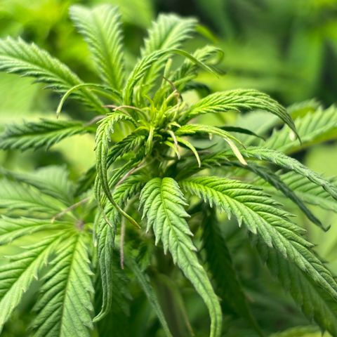 Ghideon growlog timeline photo