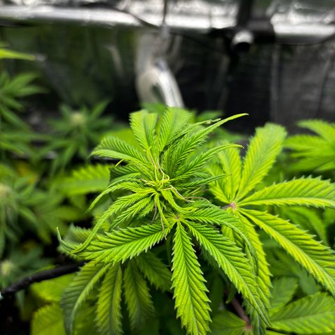 Ghideon growlog timeline photo