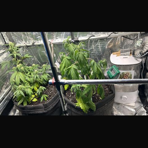 Ghideon growlog photo: Danni Parigini