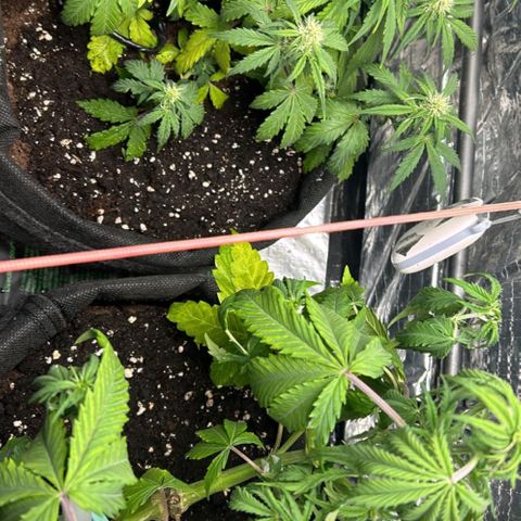 Ghideon growlog photo: Danni Parigini