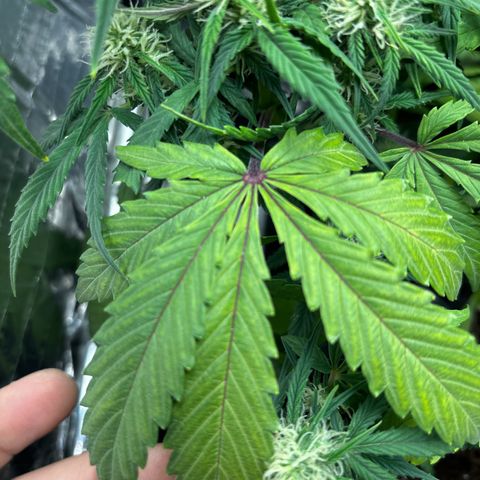 Ghideon growlog photo: Danni Parigini