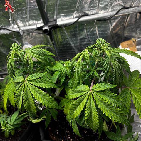 Ghideon growlog photo: Danni Parigini