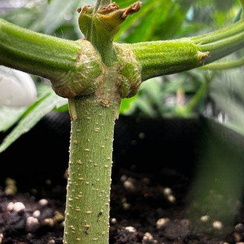 Ghideon growlog timeline photo