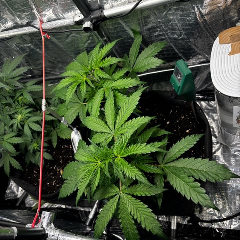 Ghideon growlog timeline photo