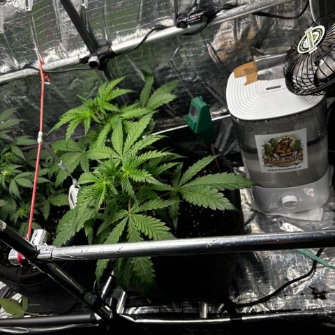 Ghideon growlog timeline photo