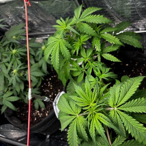 Ghideon growlog timeline photo