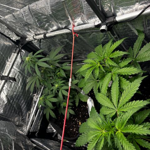 Ghideon growlog timeline photo