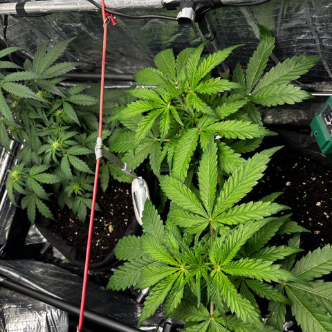 Ghideon growlog timeline photo