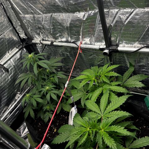 Ghideon growlog timeline photo