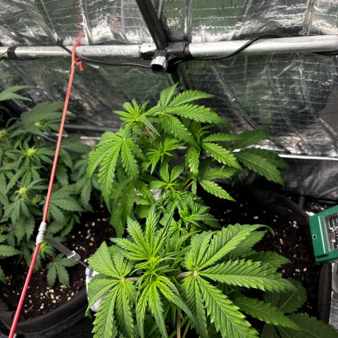 Ghideon growlog timeline photo