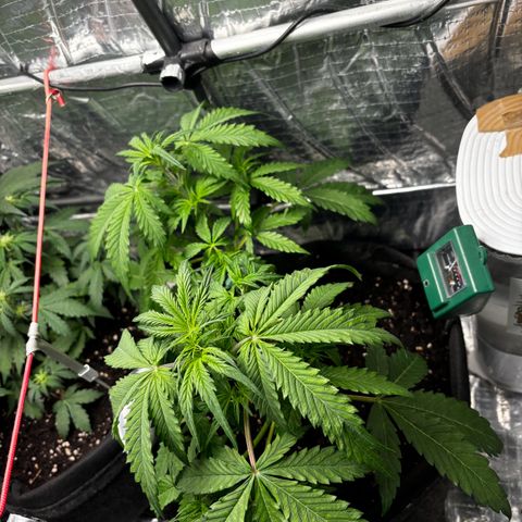 Ghideon growlog timeline photo