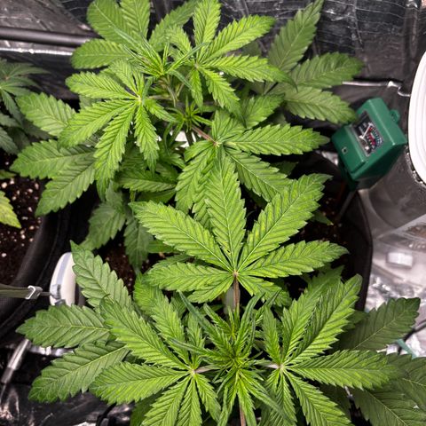Ghideon growlog timeline photo