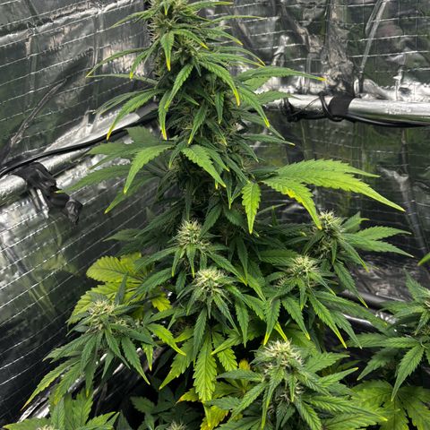 Santana growlog timeline photo