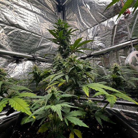 Santana growlog timeline photo