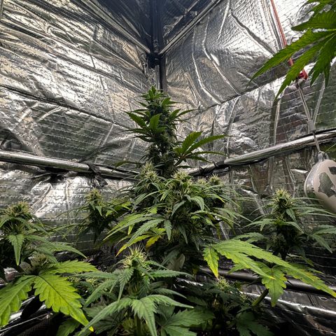 Santana growlog timeline photo