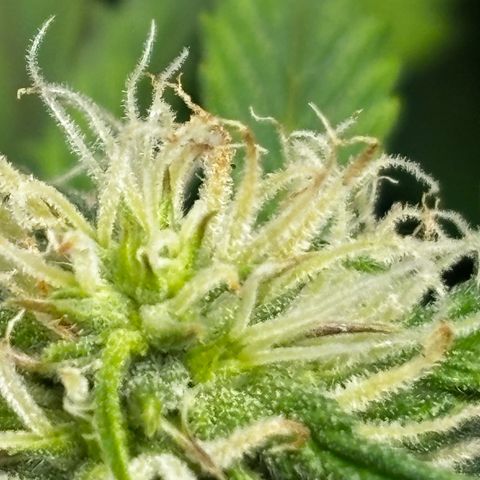 Santana growlog timeline photo
