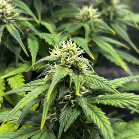 Santana growlog timeline photo
