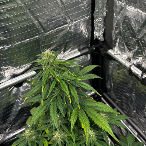 Santana growlog timeline photo