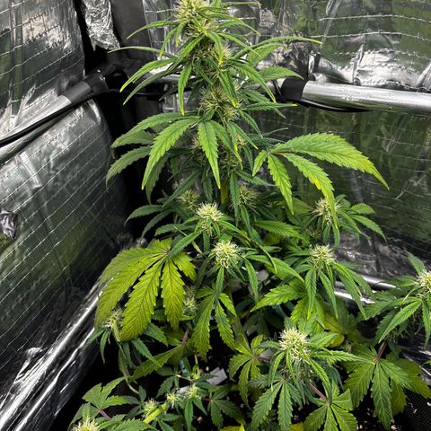 Santana growlog photo: Danni Parigini