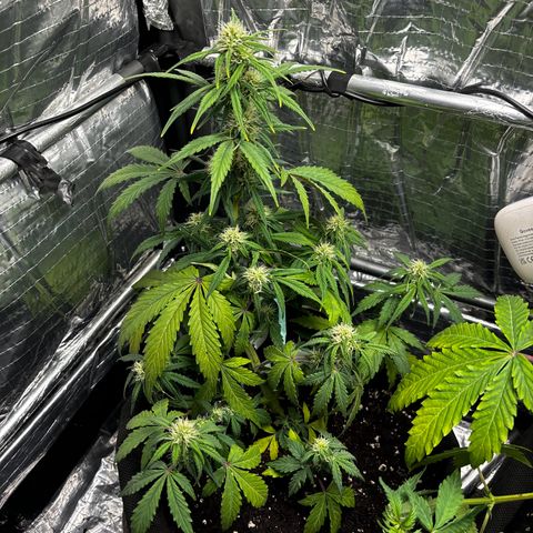 Santana growlog photo: Danni Parigini