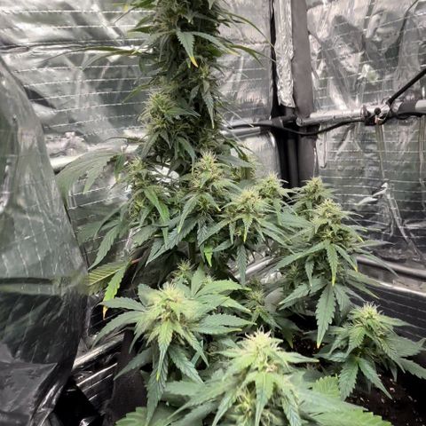 Santana growlog timeline photo