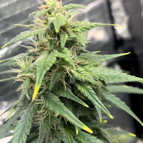 Santana growlog timeline photo