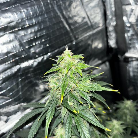 Santana growlog photo: Notte