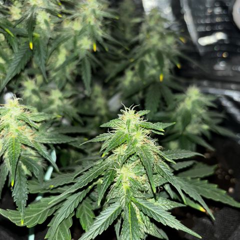 Santana growlog photo: Notte