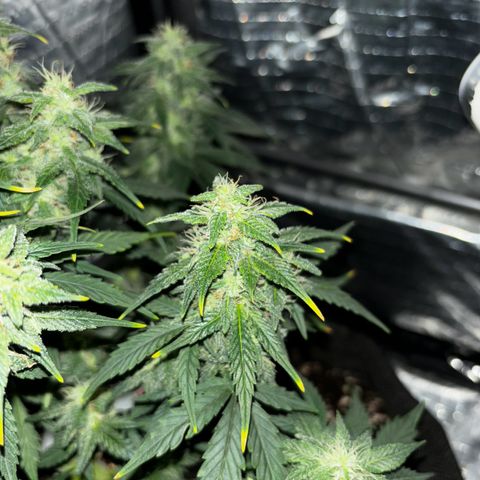 Santana growlog photo: Notte