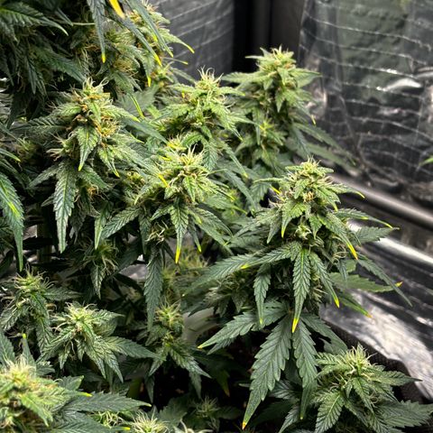 Santana growlog photo: H19.00