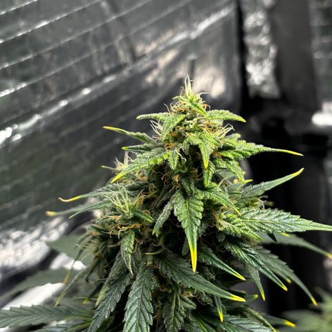Santana growlog photo: H19.00