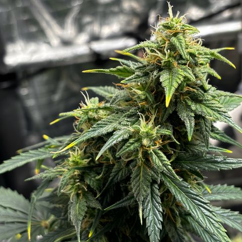 Santana growlog photo: H19.00