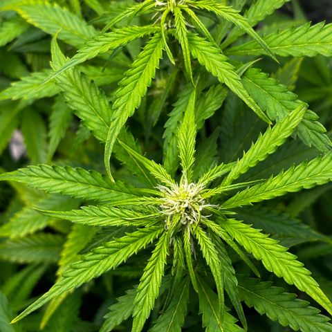 Ghideon growlog photo: 19.00