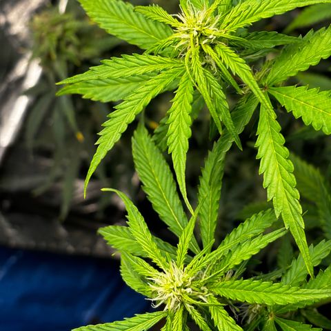 Ghideon growlog photo: 19.00