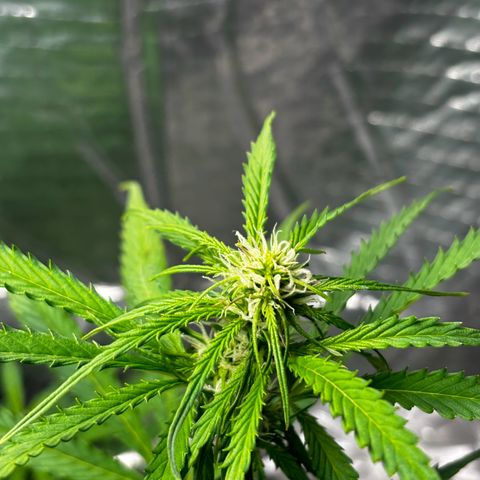Ghideon growlog photo: 19.00