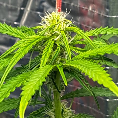 Ghideon growlog photo: 19.00