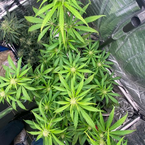 Ghideon growlog timeline photo