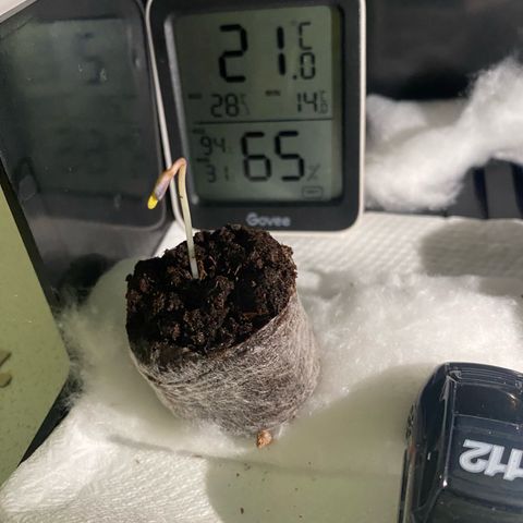 Ghideon growlog photo: Sorprendentemente la Ghideon dal giorno alla notte ha avuto una inaspettata crescita, chiaro segnale della ricerca della luce.