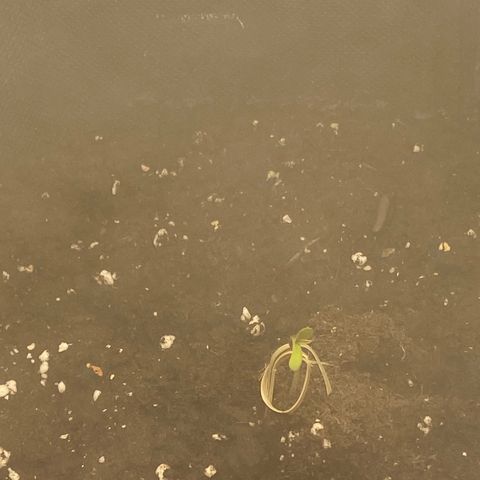 Ghideon growlog photo: Trapianto dei semi nei vasi finali