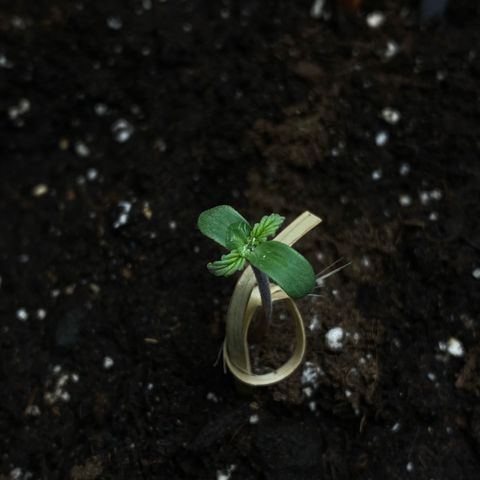 Ghideon growlog photo: Ghideon cresce sana e visibilmente stabile,
lo stelo è vigorso color violaceo, coperto da “peluria” bianca