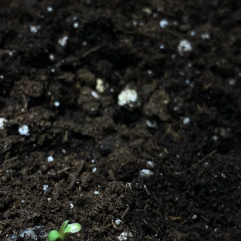 Santana growlog photo: Santana visibilmente svantaggiato finalmente germoglia 