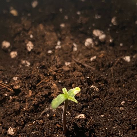 Ghideon growlog timeline photo
