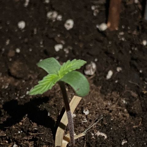 Ghideon growlog timeline photo
