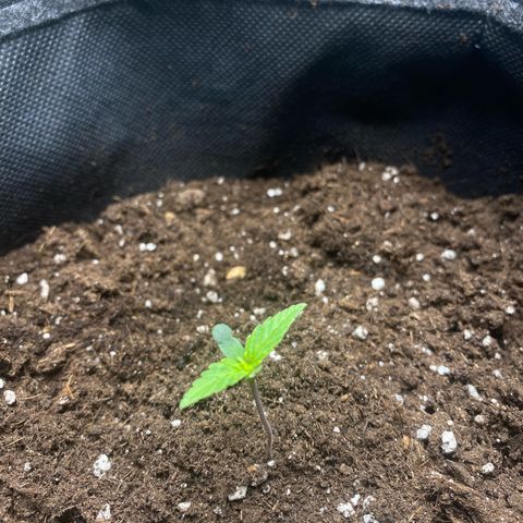 Ghideon growlog photo: Leggeri segni di stress da temperatura:
stelo scolorito, visibile più sottile e fragile in particolare per Santana che perde una delle prime foglioline