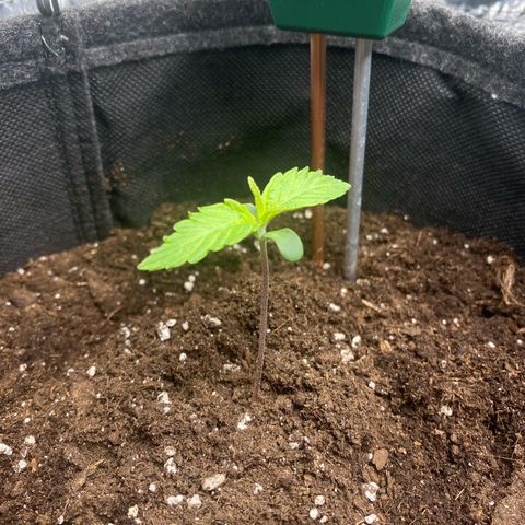 Ghideon growlog photo: Leggeri segni di stress da temperatura:
stelo scolorito, visibile più sottile e fragile in particolare per Santana che perde una delle prime foglioline