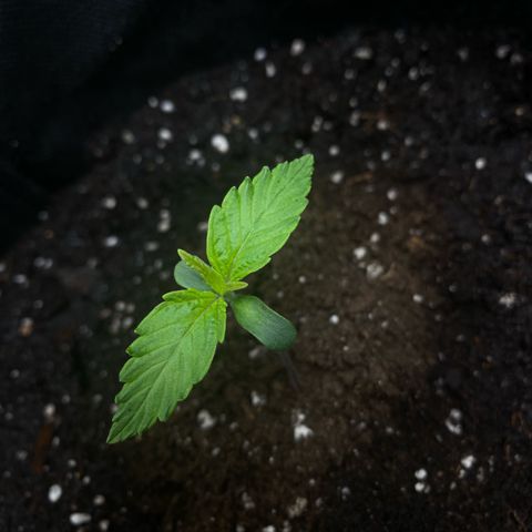 Ghideon growlog photo: Leggeri segni di stress da temperatura:
stelo scolorito, visibile più sottile e fragile in particolare per Santana che perde una delle prime foglioline