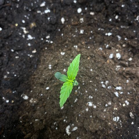 Ghideon growlog photo: Leggeri segni di stress da temperatura:
stelo scolorito, visibile più sottile e fragile in particolare per Santana che perde una delle prime foglioline
