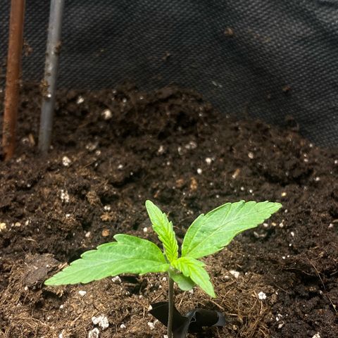 Ghideon growlog photo: Le foglie di Ghideon crescono a vista d’occhio, ancora un poco stressate, infatti sono leggermente striminzite.
Santana invece nonostante gli intoppi iniziali sembra continuare con la sua rallentata crescita 