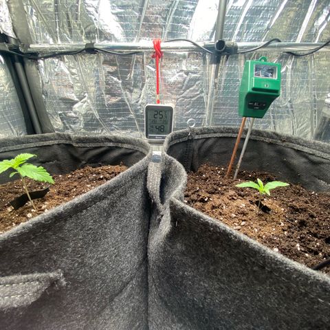 Ghideon growlog photo: Le foglie di Ghideon crescono a vista d’occhio, ancora un poco stressate, infatti sono leggermente striminzite.
Santana invece nonostante gli intoppi iniziali sembra continuare con la sua rallentata crescita 
