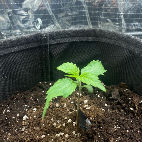 Ghideon growlog photo: Le foglie di Ghideon crescono a vista d’occhio, ancora un poco stressate, infatti sono leggermente striminzite.
Santana invece nonostante gli intoppi iniziali sembra continuare con la sua rallentata crescita 